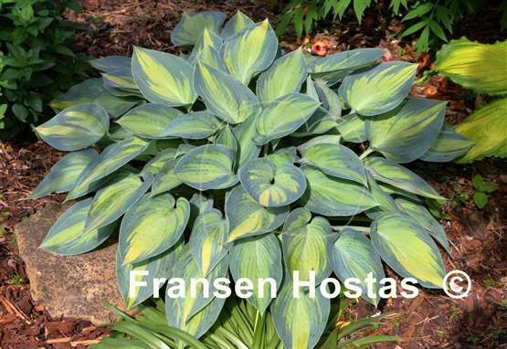 Hosta Most Popular FH Collection 2024